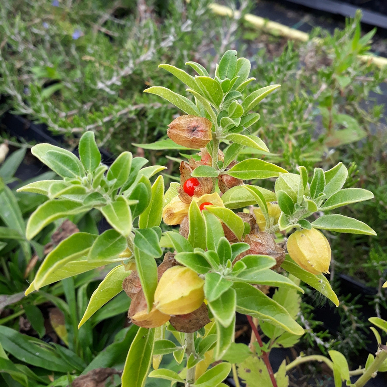 Ingredient Deep Dive: Ashwagandha